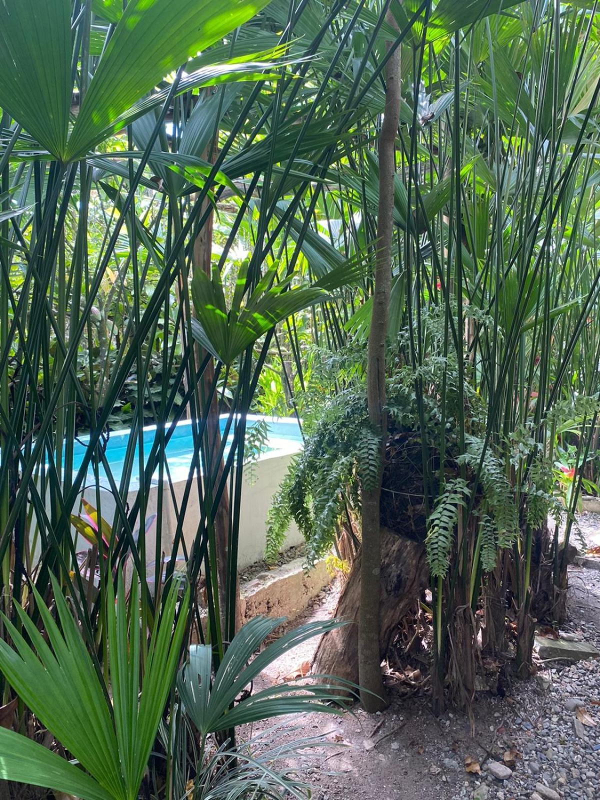 Gigante Villa Sonia Eco-Hostel מראה חיצוני תמונה
